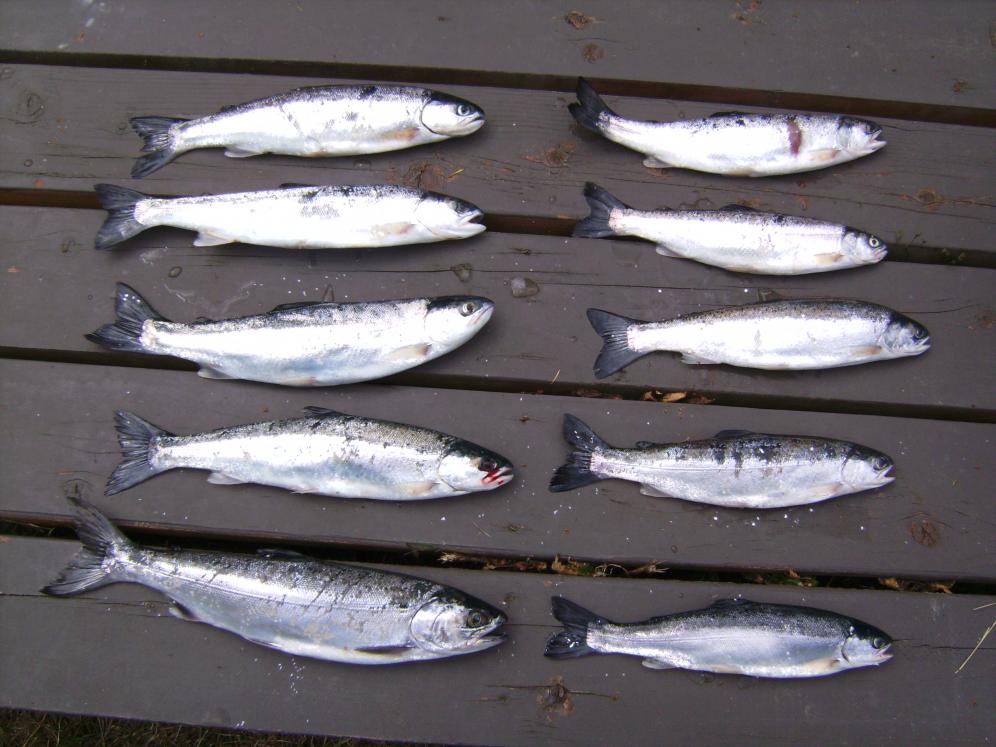 Riffe Lake? | Kokanee Fishing Forums